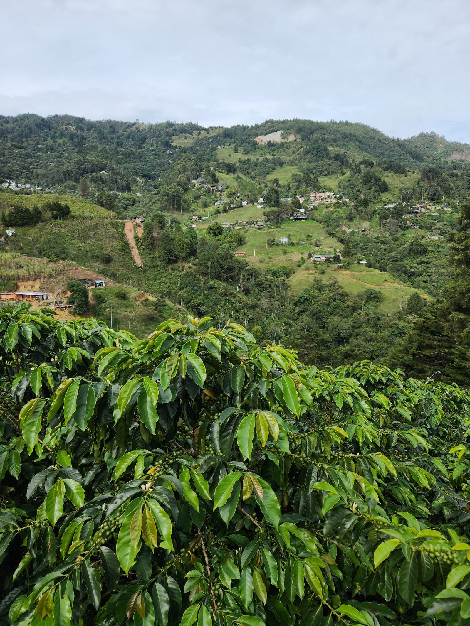 Coffee Farm Experience photo 2