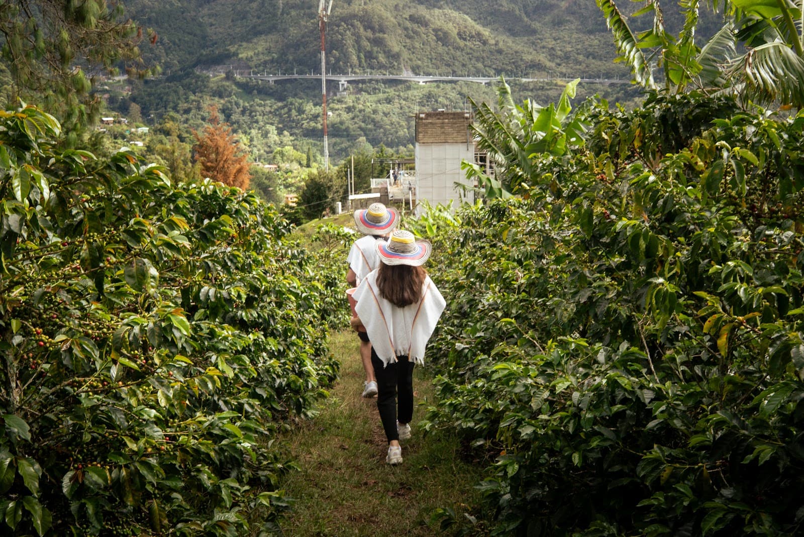 Coffee Farm Experience photo 4